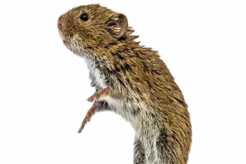 Vole Removal In Nashville: A Key Step In Complete Rodent Control