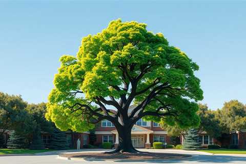 School Tree Services Orem UT