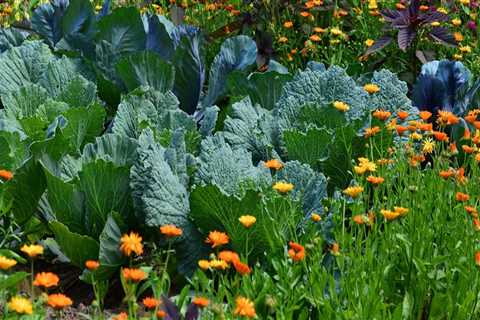 Companion Planting for Pest Control: A Complete Guide to Improve Your Home and Garden