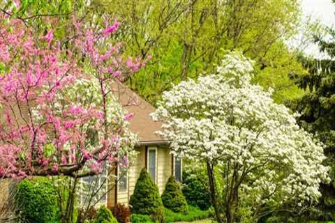 Replanting Options After Tree Removal: How to Maintain Your Outdoor Space