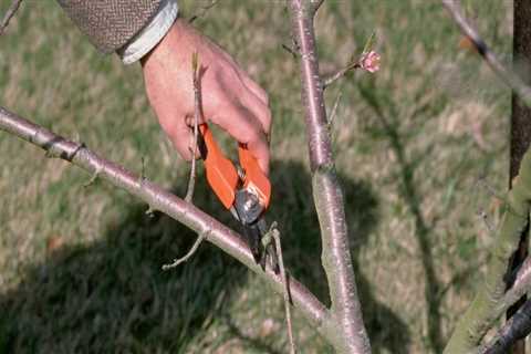 Removing Dead or Diseased Branches: How to Maintain Healthy Trees