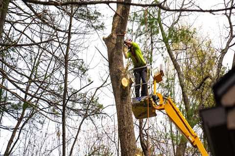 Assessment and Removal of Hazardous Trees: A Comprehensive Guide
