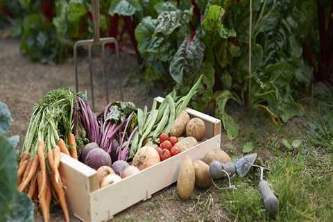 Harvesting and Storing Vegetables: A Guide for Landscaping and Construction Enthusiasts