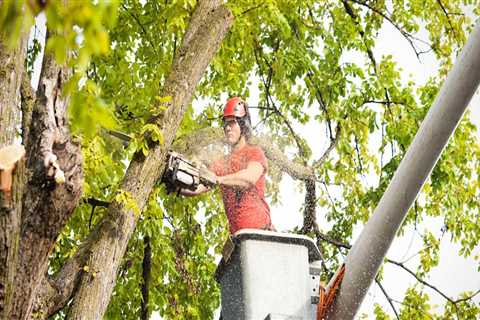 Removing Hazardous or Unwanted Trees: A Comprehensive Guide for Landscaping and Tree Services