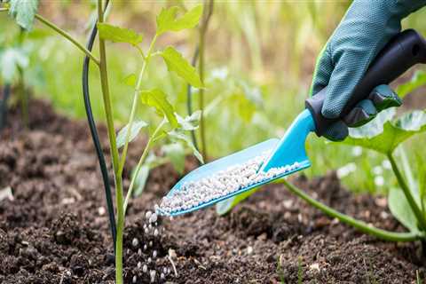 Watering and Fertilizing: Tips for a Healthy Outdoor Space