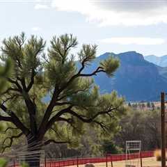 An Unbiased View Of Best Utah Tree Removal Company