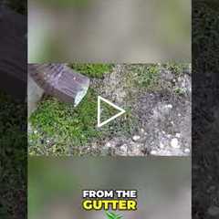 Lawn Inspection: Standing Water & Moss Problems