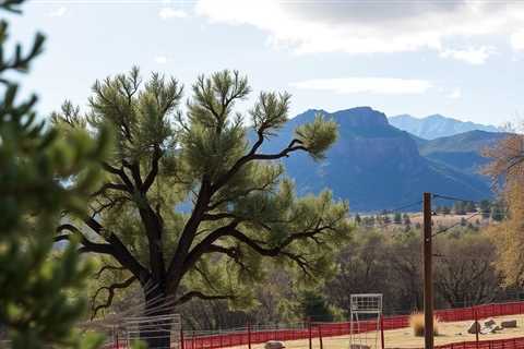 An Unbiased View Of Best Utah Tree Removal Company