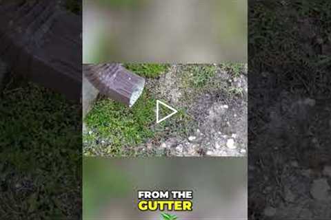 Lawn Inspection: Standing Water & Moss Problems
