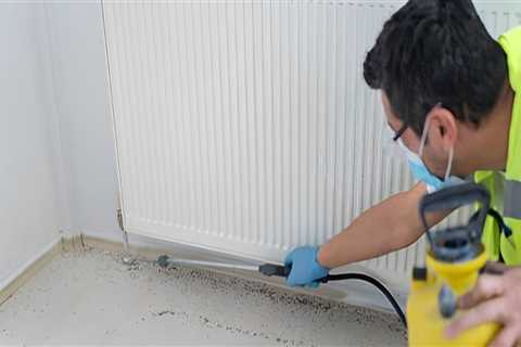 Healthy Roots, Healthy Lawn: Pest Exterminator Services For Successful Grass Seed Establishment In..