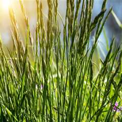 Why Garden Centers In Portland, OR Are Your Go-To For Quality Grass Seed
