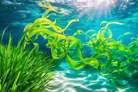 Kelp How It Work To Help St Augustine Grass In South Florida | NaturePest