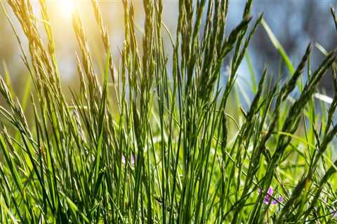 Why Garden Centers In Portland, OR Are Your Go-To For Quality Grass Seed