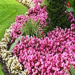 Lawn Care In Orange Park, FL: The Key To Seamless Groundskeeping