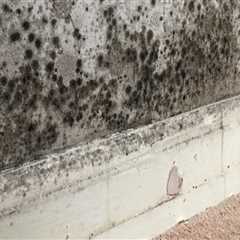 The Connection Between Energy Efficiency Upgrades and Mold Growth Risks