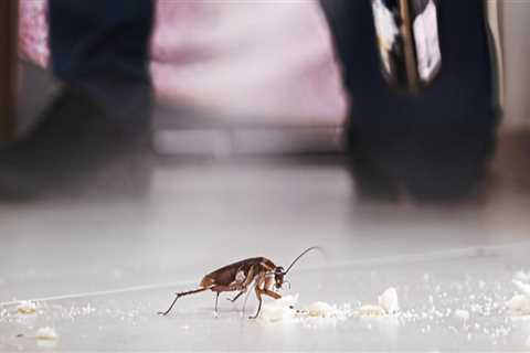 Keep Your Fayetteville Yard Beautiful And Pest-Free: The Benefits Of Combining Rodent Control With..