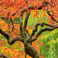 The Art Of Tree Placement: Elevating Your Portland Landscape Design