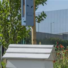 Beyond Pruning: The Landscaper's Contribution To Long-term Tree Care Success In Manchester