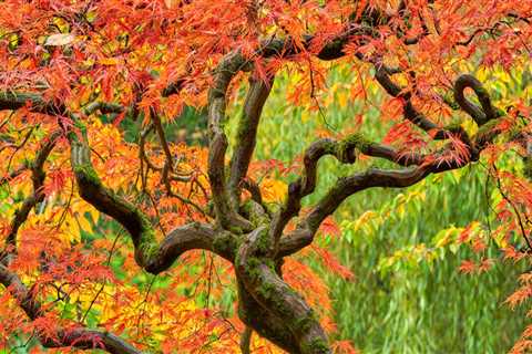 The Art Of Tree Placement: Elevating Your Portland Landscape Design