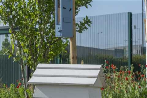 Beyond Pruning: The Landscaper's Contribution To Long-term Tree Care Success In Manchester