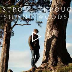 A stroll through silent woods | Piano Playlist