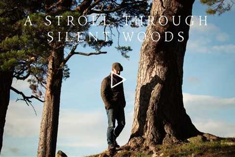 A stroll through silent woods | Piano Playlist