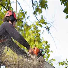 Expert Tree Care and Trimming in Warminster, PA
