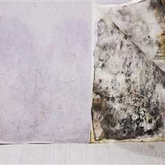 Mold Inspection and Health: What You Should Know