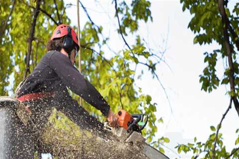 Expert Tree Care and Trimming in Warminster, PA
