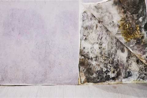 Mold Inspection and Health: What You Should Know