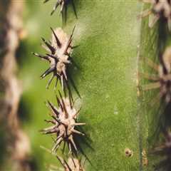 Belmont Interior Painting: Affordable Residential Painting