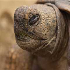 Professional Residential Painters in Belmont