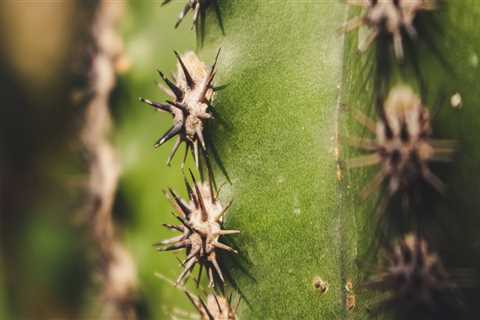 Belmont Interior Painting: Affordable Residential Painting