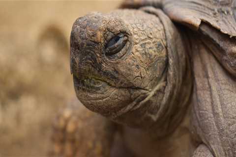 Professional Residential Painters in Belmont