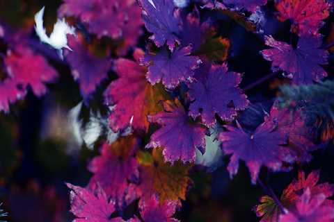 Belmont Interior Painting Services: Affordable Home Painting Services