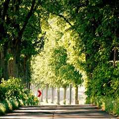 Expert Tree Maintenance in Virginia Beach