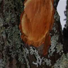 Professional Tree Removal in Chesapeake: Safe & Efficient Methods