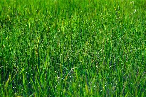 Enhance Your Home & Lawn with Expert Services