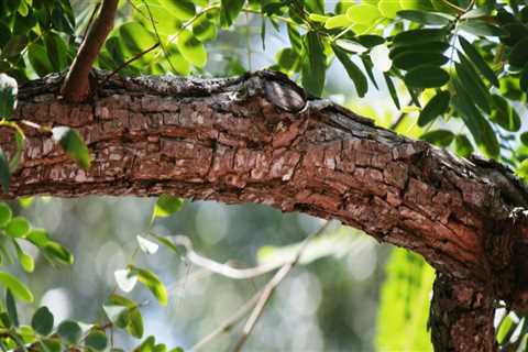 The Importance of Tree Maintenance in Protecting Real Estate Investments