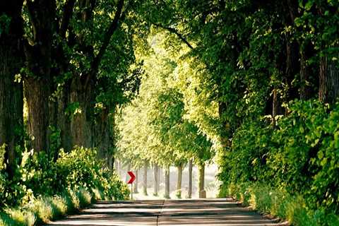 Expert Tree Maintenance in Virginia Beach