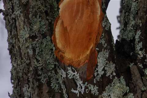 Professional Tree Removal in Chesapeake: Safe & Efficient Methods