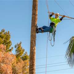 Understanding Tree Safety Near Power Lines: Risks and Best Practices