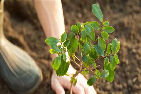 The Impact of Tree Risk Assessments on Urban Communities