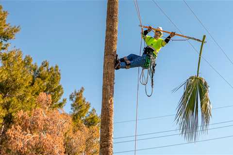 Understanding Tree Safety Near Power Lines: Risks and Best Practices
