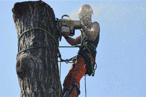 The Hidden Dangers of Skipping Tree Risk Assessments