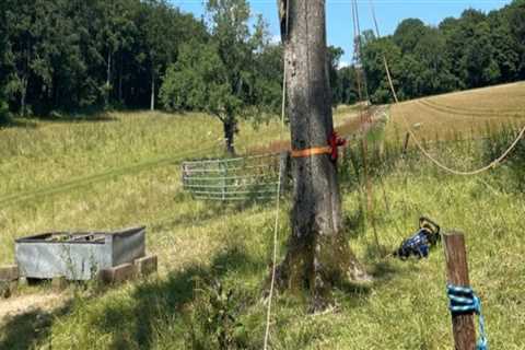 Essential Techniques for Supporting and Bracing Trees: A Guide for Tree Inspection