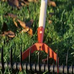 Ensure Tree Safety and Lawn Health in Northern Virginia