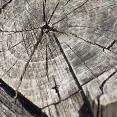 Ensure Safety with Expert Tree Inspection & Stump Removal