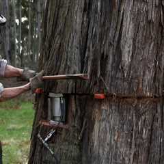 Tree Felling Tips to Improve Access for Moving Trucks