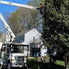 The Benefits of Tree Care Services Before Packing and Moving